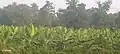 Mid-Vegetative stage Myndoli Banana plants at 5-6 months
