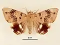 Male, dorsal view