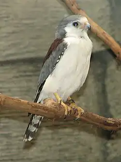 African pygmy falcon