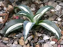 Cultivar 'Mediopicta'