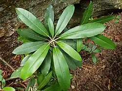 Leaves