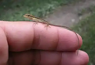 Lagartijo jardinero (Anolis pulchellus)