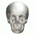 Animation. Anterior nasal spine shown in red.