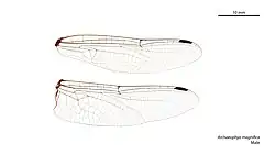 Male wings