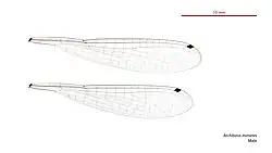 Male wings