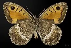 Ventral view