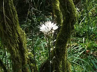 Asphodelus albus