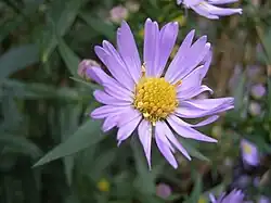 Marsh Aster