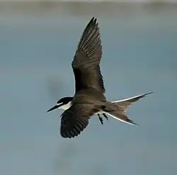 Bridled tern in flight