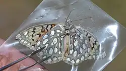 Underside