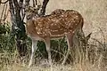 Sri Lankan axis deer
