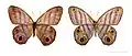 Chloreuptychia herseis -&nbsp;MHNT