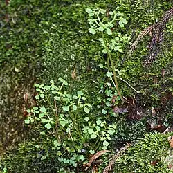 Habit & habitat