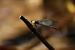 Male face