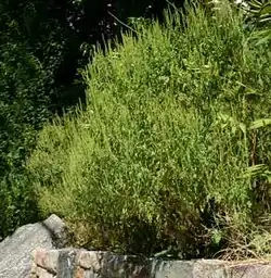 Plant from distance