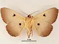 Male, ventral view