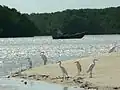 Resting Herons