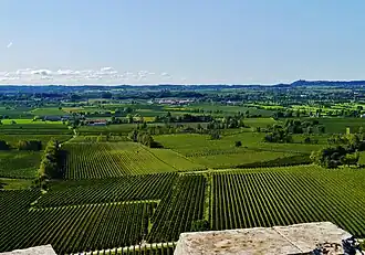 Countryside around Desenzano. Vines are common in the southern part of the Lake.