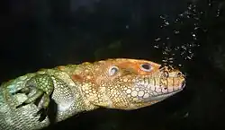Northern Caiman Lizard (Dracaena guianensis)