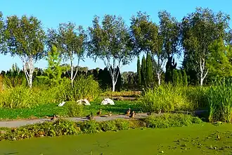 Ducks in the A-mazing Water Garden