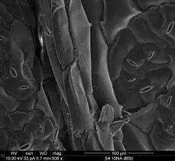 Image 24This is an electron micrograph of the epidermal cells of a Brassica chinensis leaf. The stomates are also visible. (from Plant cell)