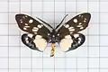 Eterusia aedea formosana
