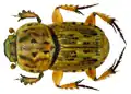 Euoniticellus pallens