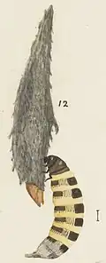 Illustration of female on case