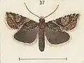 Illustration of male