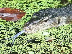 Water monitor