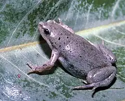 Great Plains narrow-mouthed toad (Gastrophryne olivacea)