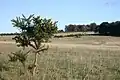 Gorse bush
