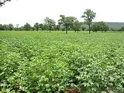 Cotton field in northern Benin
