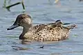 Grey teal