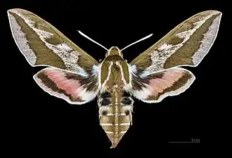 Female