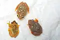 Female reed frogs of different patterns