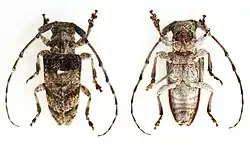 dactus cristulatus