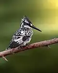 Kingfisher