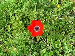 Anemone coronaria