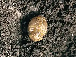 Pupa