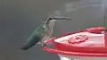Female at feeder; curved beak