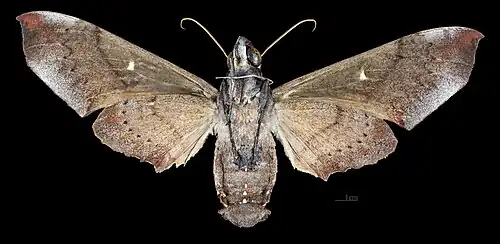 Female ventral
