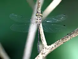 Female dorsal view