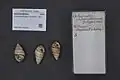Achatinella fulgens