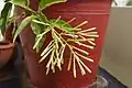Cestrum nocturnum buds