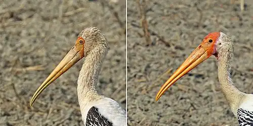 Subadult (left) and adult heads