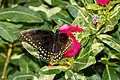 Papilio menatius ssp. morelius