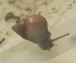 Partula varia