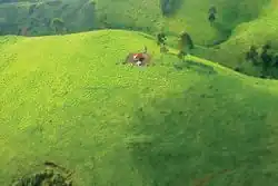 Landscape of Pinga