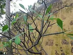 Leaves sprouting